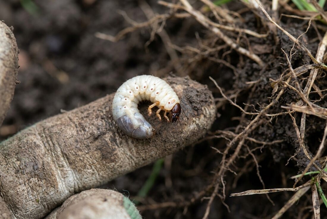 A fat white C-shaped chafer grub on a gloved fingertip above dark soil and torn grass roots